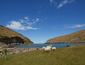 Sheep Scenery